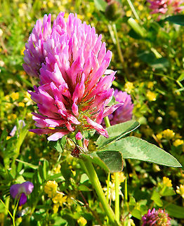 Zigzag Clover - Trifolium medium Sint Pietersberg, Maastricht (May, 2015).        Geotagged,Netherlands,Spring,Trifolium medium,Zigzag Clover