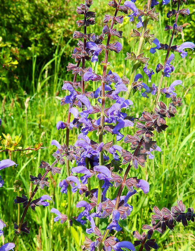 Salvia pratensis Sint Pietersberg, Maastricht (May, 2015).          Geotagged,Netherlands,Salvia pratensis,Spring