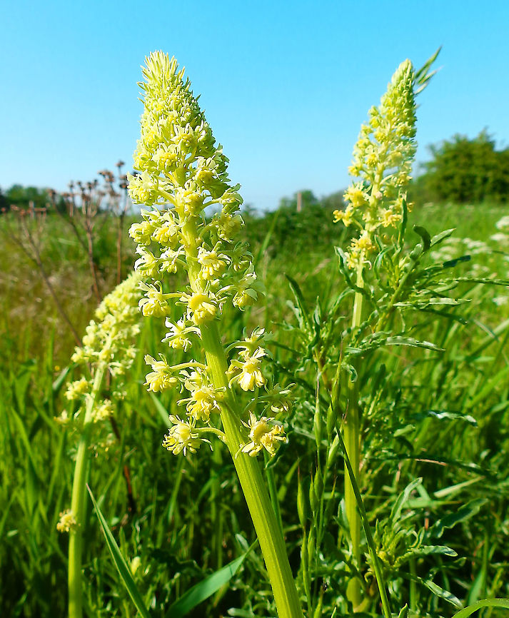Yellow mignonette - Reseda lutea Sint Pietersberg, Maastricht (May, 2015).  Geotagged,Netherlands,Reseda lutea,Spring,Yellow mignonette