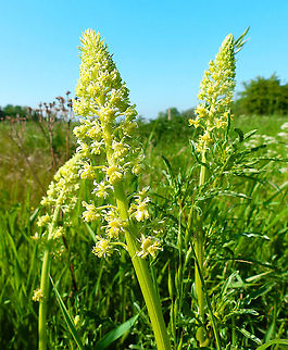 Yellow mignonette - Reseda lutea Sint Pietersberg, Maastricht (May, 2015).  Geotagged,Netherlands,Reseda lutea,Spring,Yellow mignonette