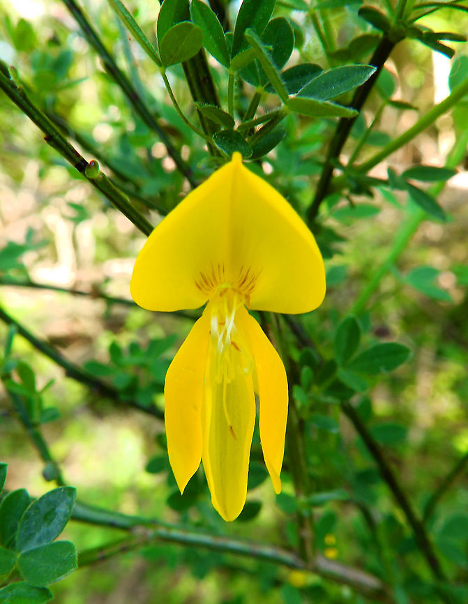 Common Broom - Cytisus scoparius Sint Pietersberg, Maastricht (May, 2015).  Common Broom,Cytisus scoparius,Geotagged,Netherlands,Spring