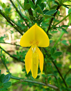 Common Broom - Cytisus scoparius Sint Pietersberg, Maastricht (May, 2015).  Common Broom,Cytisus scoparius,Geotagged,Netherlands,Spring