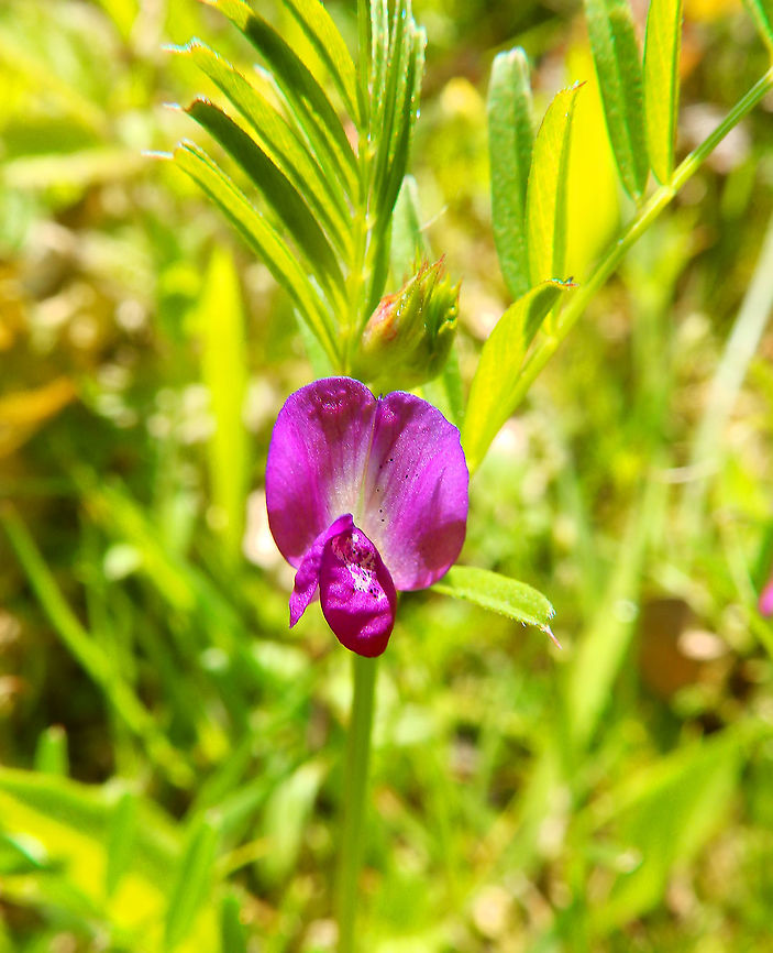 Common vetch - Vicia sativa Sint Pietersberg, Maastricht (May, 2015).  Common vetch,Geotagged,Netherlands,Spring,Vicia sativa