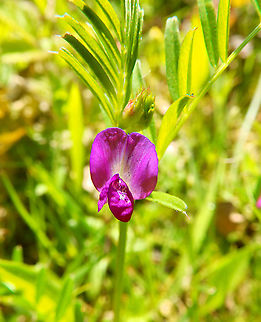 Common vetch - Vicia sativa Sint Pietersberg, Maastricht (May, 2015).  Common vetch,Geotagged,Netherlands,Spring,Vicia sativa
