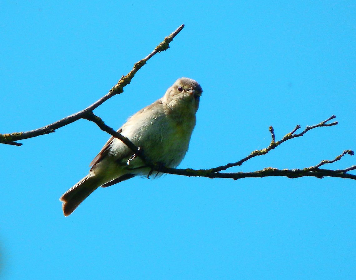 Willow warbler - Phylloscopus trochilus Sint Pietersberg, Maastricht (May, 2015). <br />
<br />
<br />
new pictures here:<br />
<figure class="photo"><a href="https://www.jungledragon.com/image/125782/willow_warbler_-_phylloscopus_trochilus.html" title="Willow warbler - Phylloscopus trochilus"><img src="https://s3.amazonaws.com/media.jungledragon.com/images/2298/125782_thumb.JPG?AWSAccessKeyId=05GMT0V3GWVNE7GGM1R2&Expires=1759968010&Signature=DelLjRKj47l1M0rYbSIWG3sOuZQ%3D" width="200" height="160" alt="Willow warbler - Phylloscopus trochilus Sint Pietersberg, Maastricht (May, 2015).  Geotagged,Netherlands,Phylloscopus trochilus,Spring,Willow warbler" /></a></figure><br />
<figure class="photo"><a href="https://www.jungledragon.com/image/125783/willow_warbler_-_phylloscopus_trochilus.html" title="Willow warbler - Phylloscopus trochilus"><img src="https://s3.amazonaws.com/media.jungledragon.com/images/2298/125783_thumb.JPG?AWSAccessKeyId=05GMT0V3GWVNE7GGM1R2&Expires=1759968010&Signature=9qg%2BoekxpFgRdjF0fPPLE%2FKJc1Y%3D" width="200" height="162" alt="Willow warbler - Phylloscopus trochilus Sint Pietersberg, Maastricht (May, 2015).  Geotagged,Netherlands,Phylloscopus trochilus,Spring,Willow warbler" /></a></figure> Geotagged,Netherlands,Phylloscopus trochilus,Spring,Willow warbler