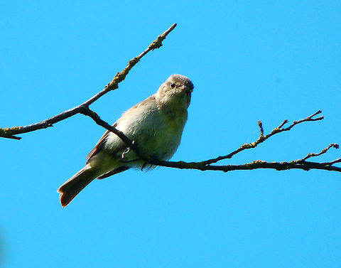 Willow warbler - Phylloscopus trochilus Sint Pietersberg, Maastricht (May, 2015). 


new pictures here:
https://www.jungledragon.com/image/125782/in_search_of_id.html
https://www.jungledragon.com/image/125783/in_search_of_id.html Geotagged,Netherlands,Phylloscopus trochilus,Spring,Willow warbler