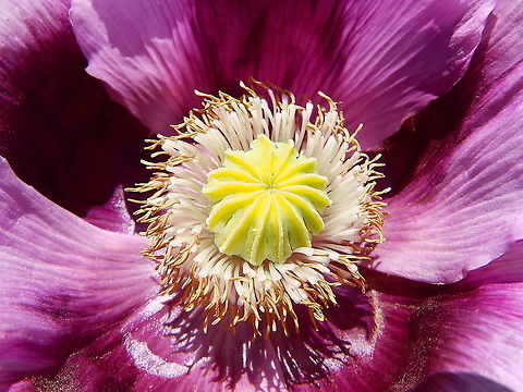 Opium Poppy - Papaver_somniferus Seen in what seemed to be remnants of a former cultivated land close to Silsombos, June 2015 Belgium,Geotagged,Papaver somniferum,Papaver somniferus,Spring