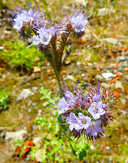 Lacy phacelia - Phacelia tanacetifolia Former cultivated land in the area of Silsombos, June 2015. Belgium,Geotagged,Lacy phacelia,Phacelia tanacetifolia,Spring