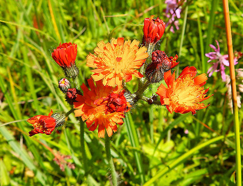Orange hawkweed - Pilosella aurantiaca Silsombos, June 2015.  Belgium,Geotagged,Orange hawkweed,Pilosella aurantiaca,Spring