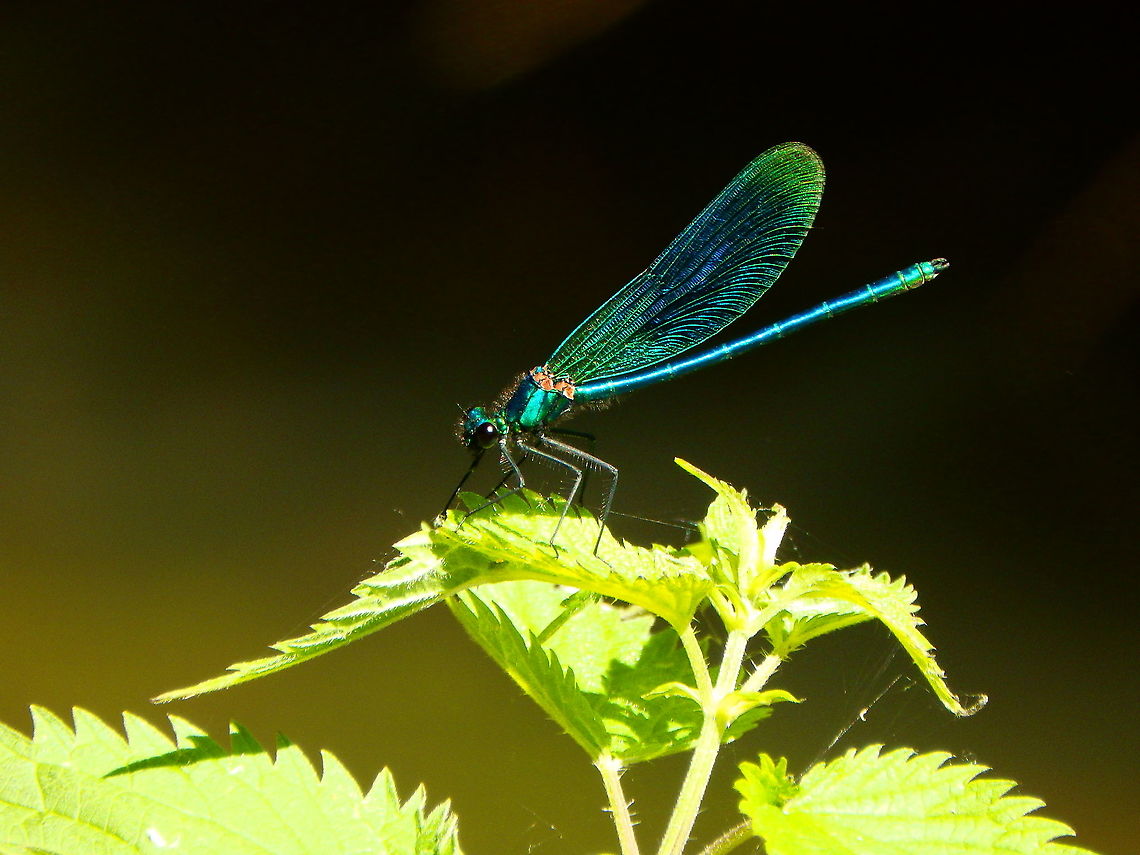 Beautiful demoiselle- Calopteryx virgo ♂ Silsombos, June 2015.  Beautiful demoiselle,Belgium,Calopteryx virgo,Geotagged,Spring