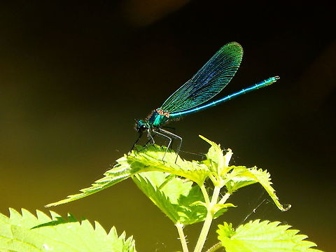 Beautiful demoiselle- Calopteryx virgo ♂ Silsombos, June 2015.  Beautiful demoiselle,Belgium,Calopteryx virgo,Geotagged,Spring