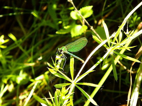 Beautiful demoiselle- Calopteryx virgo ♀ Silsombos, June 2015.  Beautiful demoiselle,Belgium,Calopteryx virgo,Geotagged,Spring