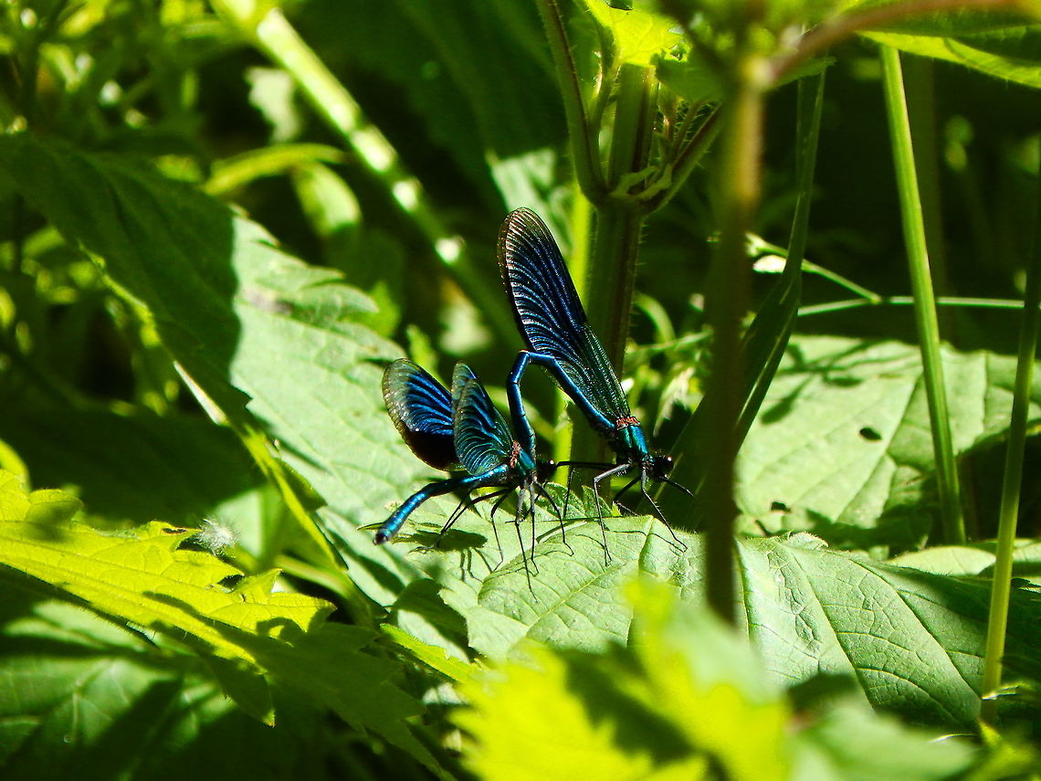 Beautiful demoiselle- Calopteryx virgo ♂♂ Case of mistaken identity?<br />
Silsombos, June 2015.  Beautiful demoiselle,Belgium,Calopteryx virgo,Geotagged,Spring
