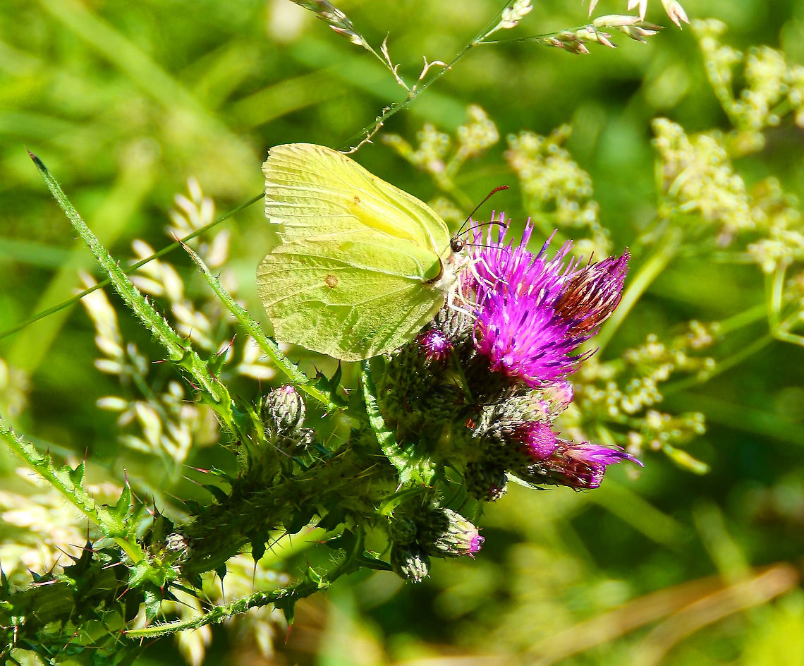 Common brimstone - Gonepteryx rhamni Silsombos, June 2015.  Belgium,Common brimstone,Geotagged,Gonepteryx rhamni,Spring