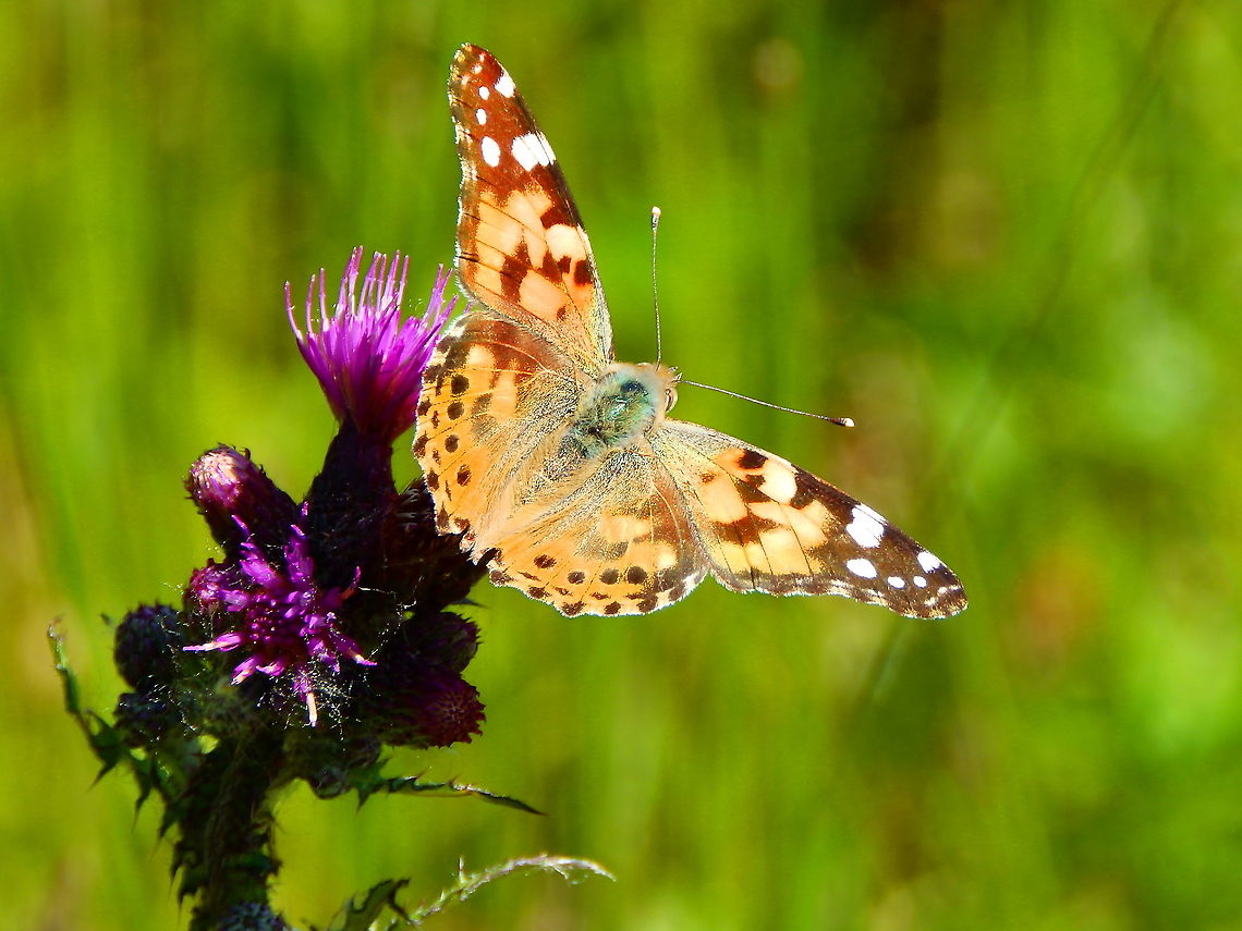 Painted Lady - Vanessa cardui Silsombos, June 2015.  Belgium,Geotagged,Painted Lady,Spring,Vanessa cardui