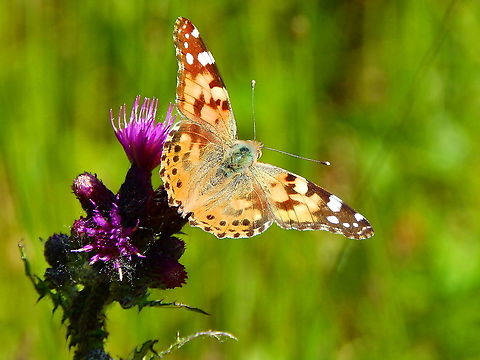 Painted Lady - Vanessa cardui Silsombos, June 2015.  Belgium,Geotagged,Painted Lady,Spring,Vanessa cardui
