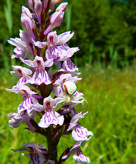 Goldenrod crab spider - Misumena vatia Camouflaged in Dactylorhiza fuchsii.
Silsombos, June 2015.  Belgium,Geotagged,Goldenrod crab spider,Misumena vatia,Spring