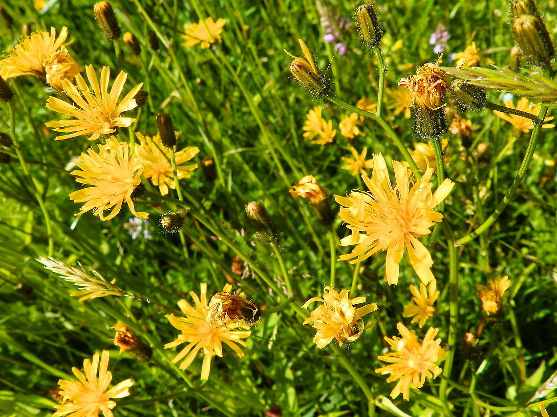 Field milk thistle - Sonchus arvensis Silsombos, June 2015.  Belgium,Field milk thistle,Geotagged,Sonchus arvensis,Spring