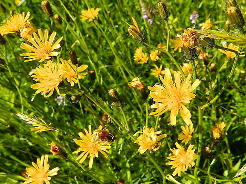 Field milk thistle - Sonchus arvensis Silsombos, June 2015.  Belgium,Field milk thistle,Geotagged,Sonchus arvensis,Spring