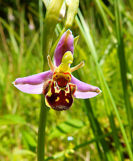 Bee Orchid - Ophrys apifera Silsombos, June 2015.  Belgium,Geotagged,Ophrys apifera,Spring,ophrys api