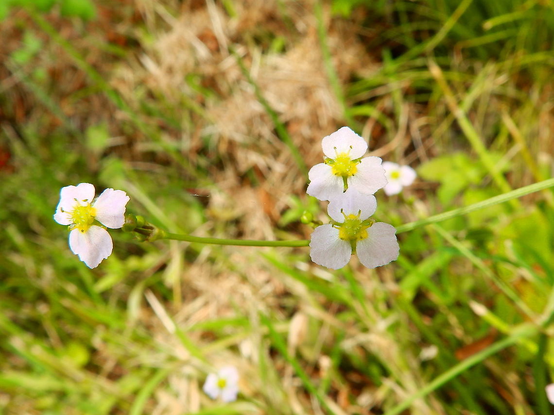 Common Water-plantain - Alisma plantago-aquatica Wijgmaalbroek, July 2015. Alisma plantago-aquatica,Belgium,European water-plantain,Geotagged,Spring