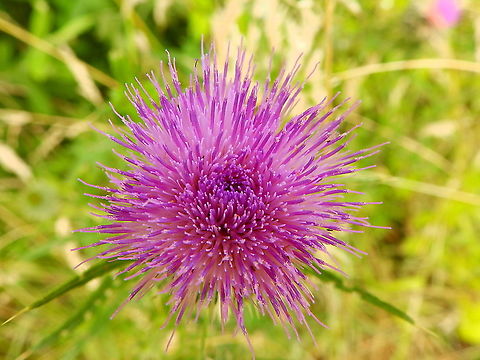Spear Thistle - Cirsium vulgare (top view) Wijgmaalbroek, July 2015.  Belgium,Cirsium vulgare,Geotagged,Spear Thistle,Spring