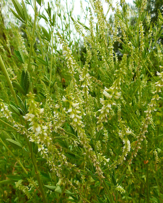 White-flowered sweet clover - Melilotus albus Wijgmaalbroek, July 2015.  Belgium,Geotagged,Melilotus albus,Spring,White-flowered sweet clover