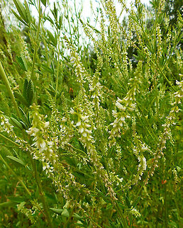 White-flowered sweet clover - Melilotus albus Wijgmaalbroek, July 2015.  Belgium,Geotagged,Melilotus albus,Spring,White-flowered sweet clover