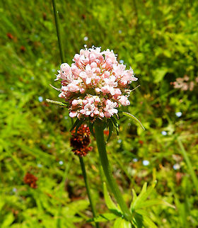 Valerian - Valeriana officinalis Silsombos, June 2015.  Belgium,Geotagged,Spring,Valerian,Valeriana officinalis
