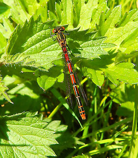 Large Red Damselfly - Pyrrhosoma nymphula Korbeek Dijle, April 2015.        Belgium,Geotagged,Large Red Damselfly,Pyrrhosoma nymphula,Spring