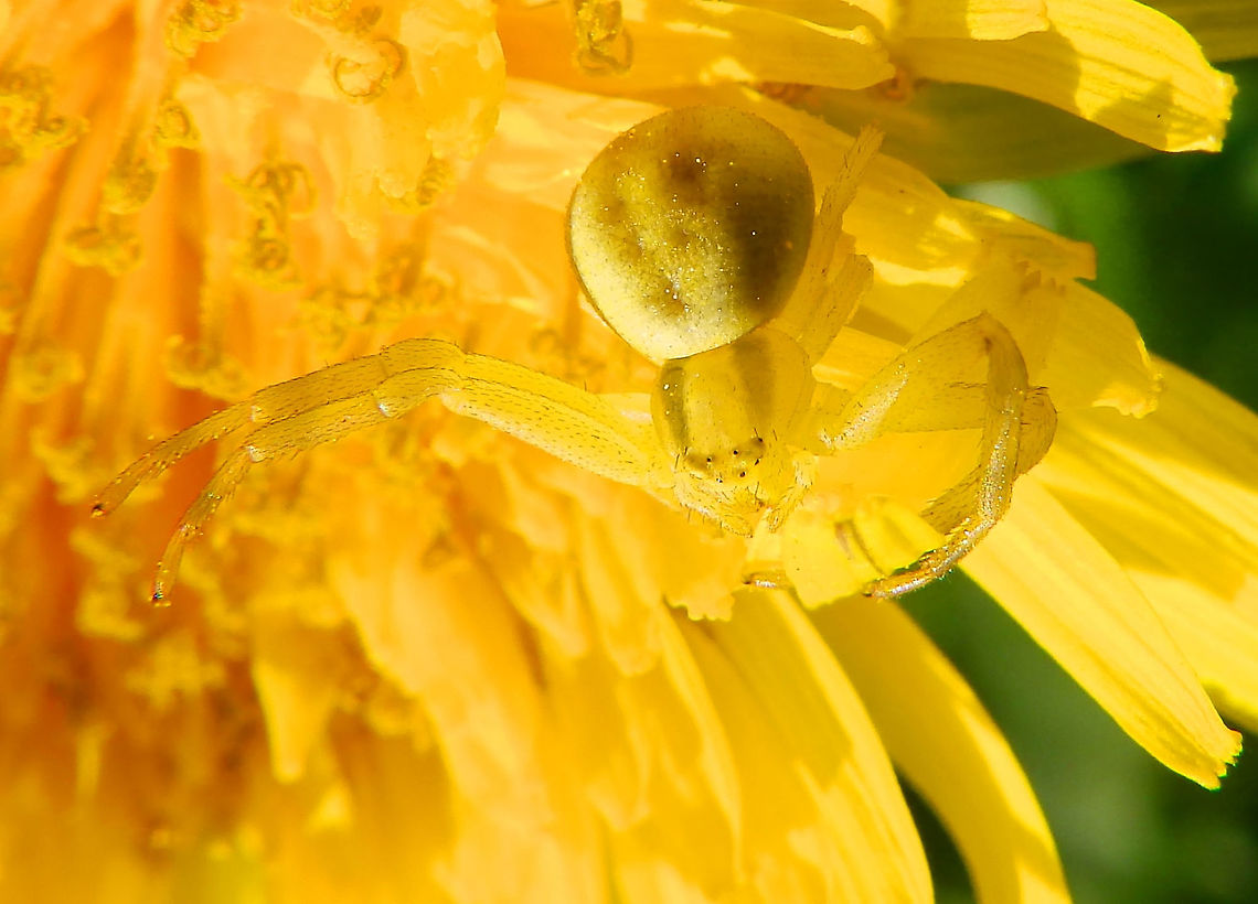 Goldenrod crab spider- Misumena vatia Here in yellow, camouflaged in a dandelion.<br />
Korbeek Dijle, April 2015.     Belgium,Geotagged,Goldenrod crab spider,Misumena vatia,Spring