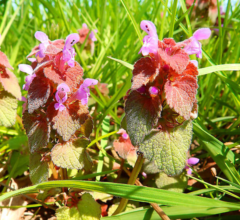 Red Deadnettle - Lamium purpureum Korbeek Dijle, April 2015.    Belgium,Geotagged,Lamium purpureum,Red Deadnettle,Spring