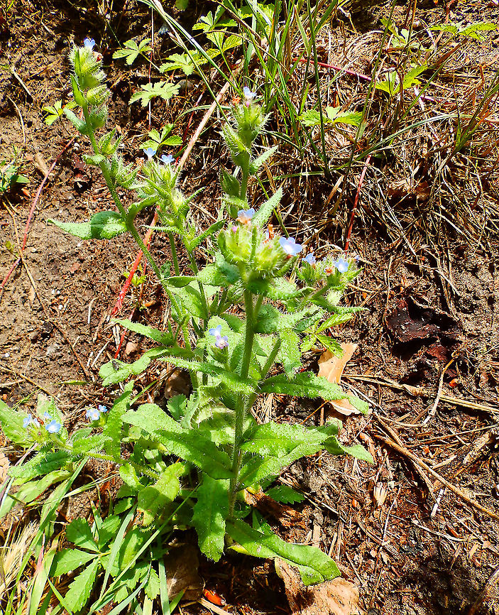 Anchusa/Lycopsis arvensis Full plant view.<br />
Ter Yde, July 2015. Anchusa arvensis,Belgium,Geotagged,Spring