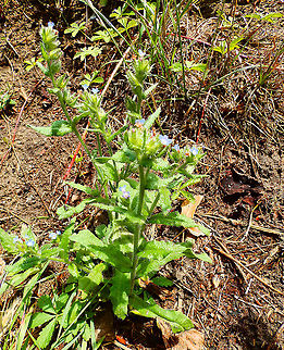 Anchusa/Lycopsis arvensis Full plant view.
Ter Yde, July 2015. Anchusa arvensis,Belgium,Geotagged,Spring