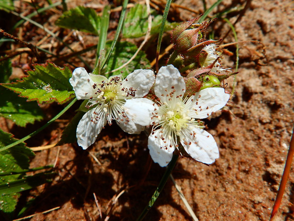European Bramble Complex- Rubus fruticosus Ter Yde (July,2015). Belgium,European Bramble Complex,Geotagged,Rubus fruticosus,Spring