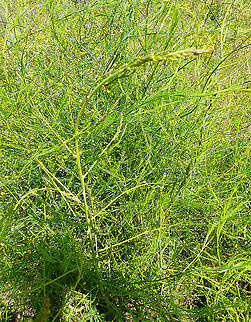 Asparagus - Asparagus officinalis Ter Yde (July, 2015). Asparagus,Asparagus officinalis,Belgium,Geotagged,Spring
