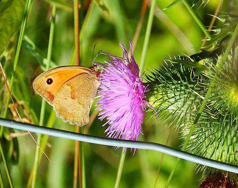 Meadow Brown - Maniola jurtina Ter Yde (July, 2015).  Belgium,Geotagged,Maniola jurtina,Meadow Brown,Spring