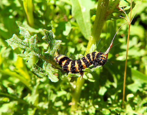 Cinnabar moth - Tyria jacobaeae Ter Yde (July, 2015).  Belgium,Cinnabar moth,Geotagged,Spring,Tyria jacobaeae