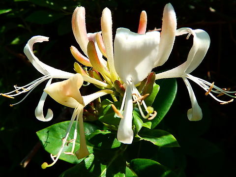 Common Honeysuckle - Lonicera periclymenum Ter Yde (July, 2015).  Belgium,Common Honeysuckle,Geotagged,Lonicera periclymenum,Spring