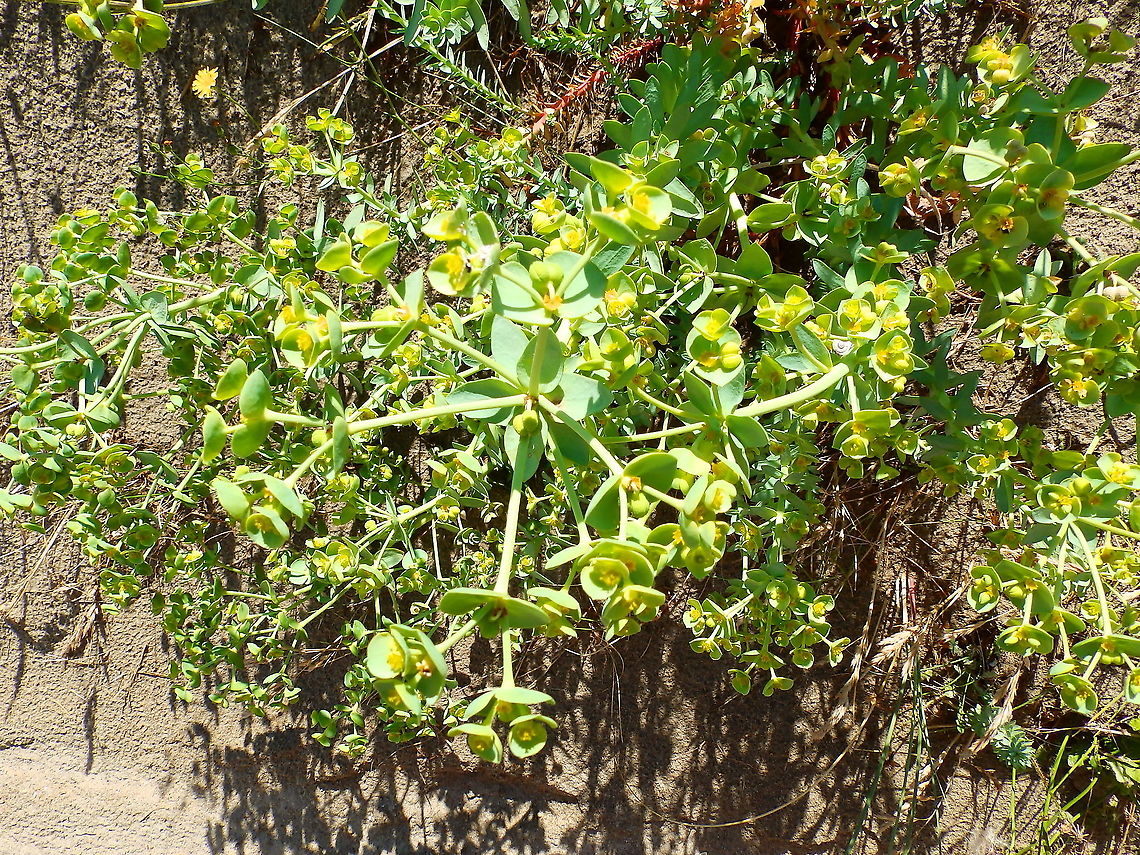Sea Spurge - Euphorbia paralias Ter Yde (July, 2015).  Belgium,Euphorbia paralias,Geotagged,Sea Spurge,Spring
