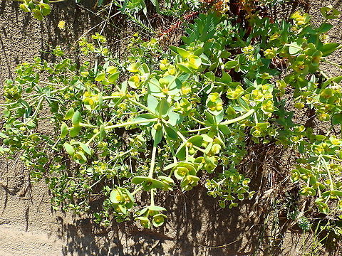 Sea Spurge - Euphorbia paralias Ter Yde (July, 2015).  Belgium,Euphorbia paralias,Geotagged,Sea Spurge,Spring