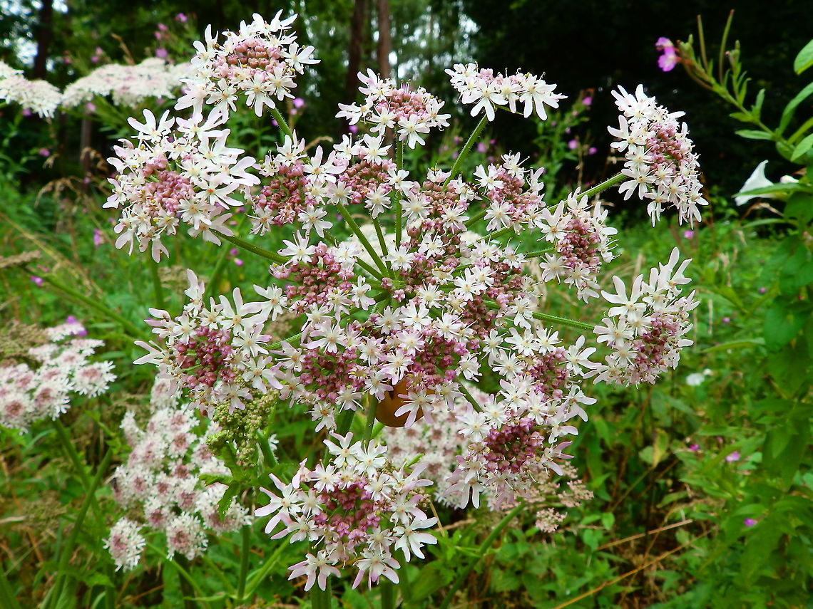 Common hogweed - Heracleum sphondylium Kasteel van Horst (July, 2019). Belgium,Common hogweed,Geotagged,Heracleum sphondylium,Summer
