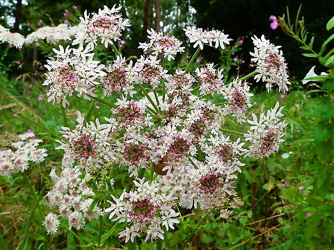 Common hogweed - Heracleum sphondylium Kasteel van Horst (July, 2019). Belgium,Common hogweed,Geotagged,Heracleum sphondylium,Summer