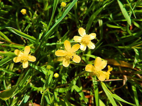 Lesser spearwort - Ranunculus flammula Kasteel van Horst (July, 2019).  Belgium,Geotagged,Lesser spearwort,Ranunculus flammula,Summer