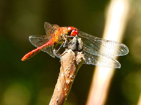 Ruddy Darter - Sympetrum sanguineum Ter Yde (July, 2015).      Belgium,Geotagged,Ruddy Darter,Spring,Sympetrum sanguineum