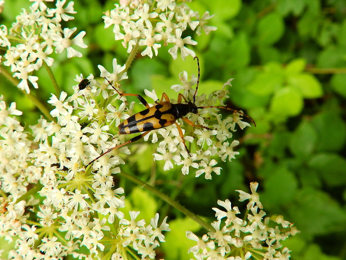 Spotted Longhorn - Rutpela maculata Kasteel van Horst (July, 2019).  Belgium,Geotagged,Rutpela maculata,Spotted Longhorn,Summer