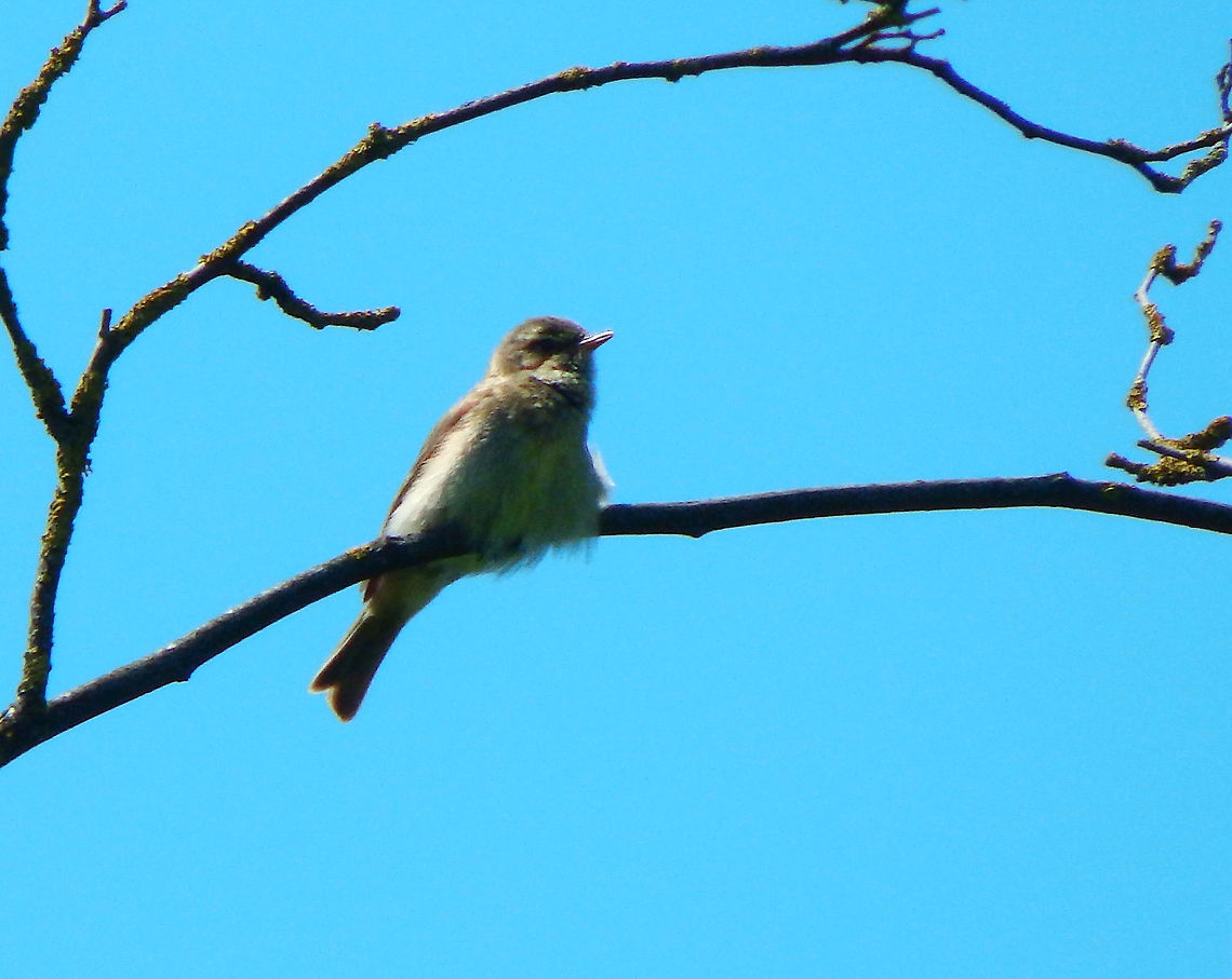 Willow warbler - Phylloscopus trochilus Sint Pietersberg, Maastricht (May, 2015).  Geotagged,Netherlands,Phylloscopus trochilus,Spring,Willow warbler