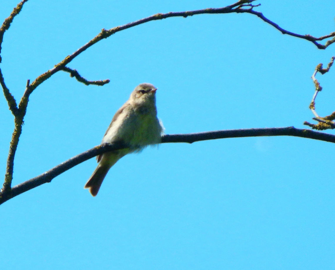Willow warbler - Phylloscopus trochilus Sint Pietersberg, Maastricht (May, 2015).  Geotagged,Netherlands,Phylloscopus trochilus,Spring,Willow warbler
