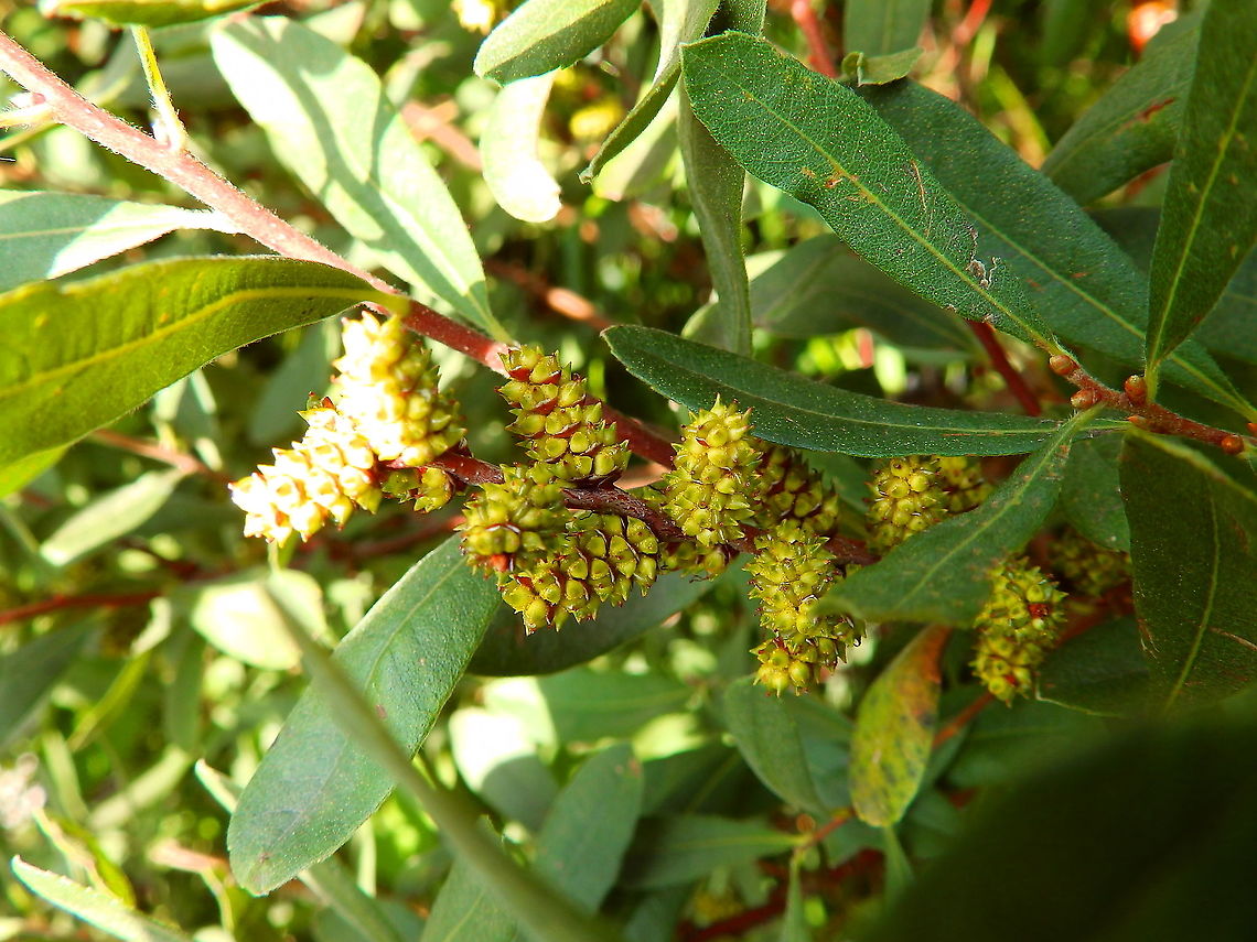 Bog Myrtle- Myrica gale Seen in De Liereman (august, 2015). Belgium,Bog Myrtle,Geotagged,Myrica gale,Summer