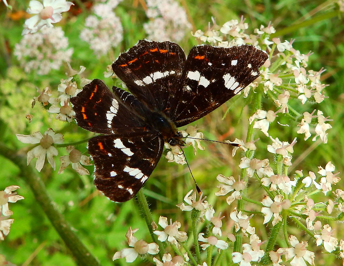 Map- Araschnia levana Kasteel van Horst (July, 2019).  Araschnia levana,Belgium,Geotagged,Map,Summer